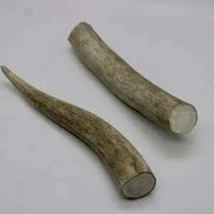 Medium Deer Antler