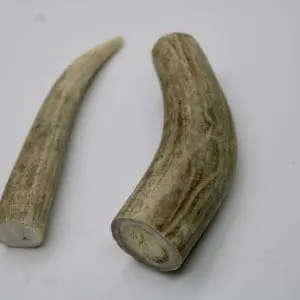 Large Deer Antler